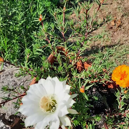 Διαμέρισμα Soldo *