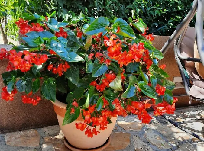 Soldo Lägenhet Zadar